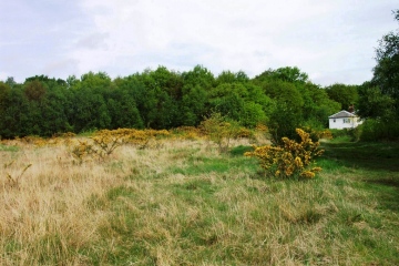 Mill Green Common heather grassland Copyright: Graham Smith