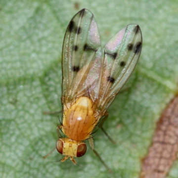 Homoneura notata female Copyright: Jeremy Richardson