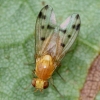 Homoneura notata female Copyright: Jeremy Richardson