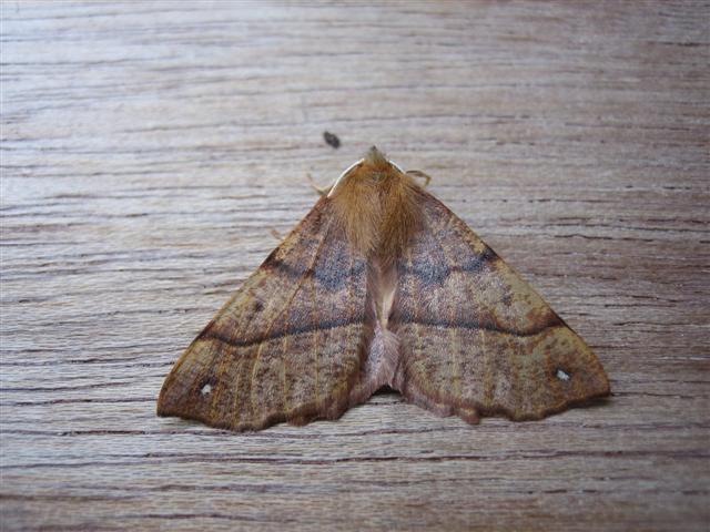 Feathered Thorn Copyright: Stephen Rolls