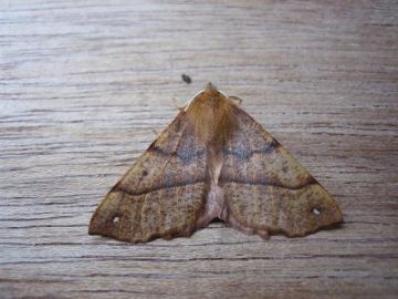 Feathered Thorn Copyright: Stephen Rolls