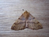 Feathered Thorn Copyright: Stephen Rolls