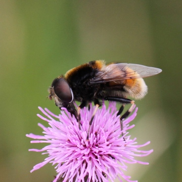 Eristalis intricaria Copyright: Geoff Vowles