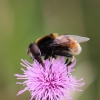 Eristalis intricaria Copyright: Geoff Vowles