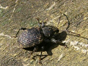 Otiorhychus sulcatus - Vine Weevil Copyright: P Parmenter