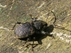 Otiorhychus sulcatus - Vine Weevil 