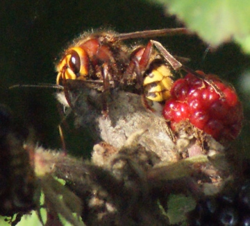 Hornet stinging Speckled Wood Copyright: Robert Smith