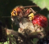 Hornet stinging Speckled Wood