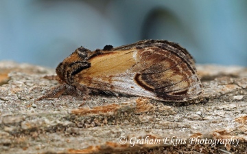 Notodonta ziczac  Pebble Prominent 4 Copyright: Graham Ekins