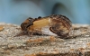 Notodonta ziczac  Pebble Prominent 4 Copyright: Graham Ekins