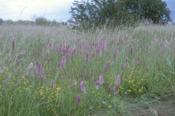 Canvey Wick southern marsh orchids Copyright: Peter Harvey