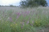 Canvey Wick southern marsh orchids 