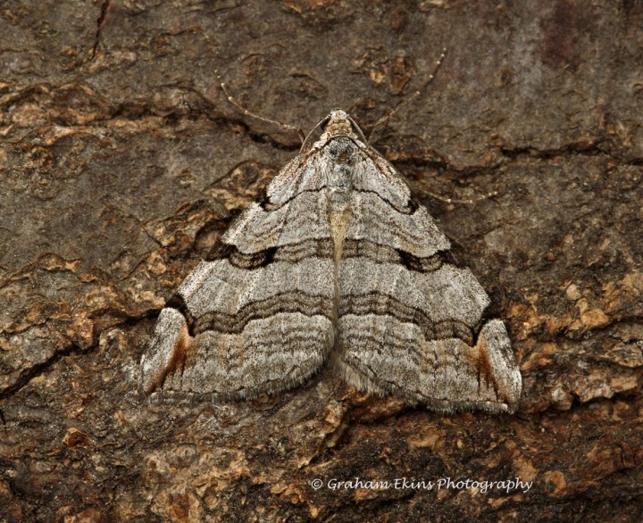 Treble-bar  Aplocera plagiata Copyright: Graham Ekins