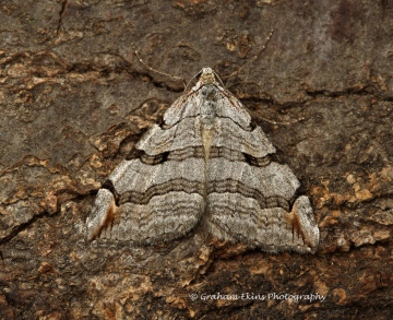 Treble-bar  Aplocera plagiata Copyright: Graham Ekins