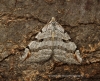 Treble-bar  Aplocera plagiata Copyright: Graham Ekins