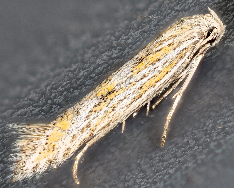 Pale Seedhead Moth (Ptocheuusa paupella) Copyright: Bill Crooks