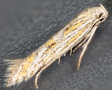 Pale Seedhead Moth (Ptocheuusa paupella) Copyright: Bill Crooks