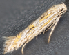 Pale Seedhead Moth (Ptocheuusa paupella) 
