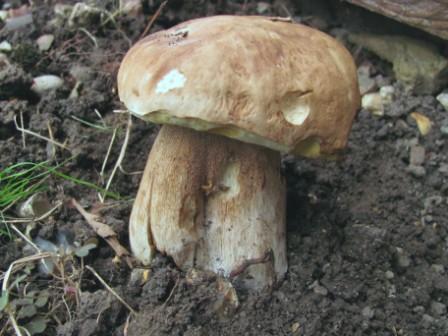 Boletus betulicola Copyright: Graham Smith