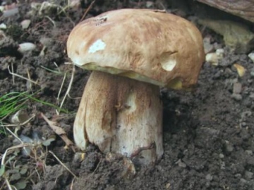 Boletus betulicola Copyright: Graham Smith