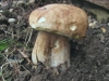 Boletus betulicola 