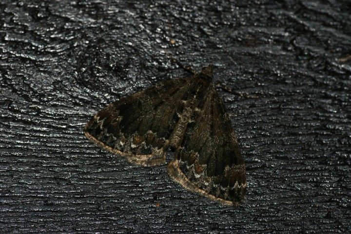 Common Marbled Carpet 4 Copyright: Ben Sale