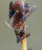 top view- roosting