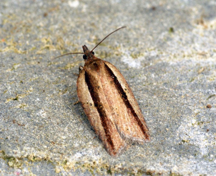 Acleris hastiana 2 Copyright: Ben Sale