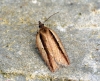 Acleris hastiana 2 Copyright: Ben Sale