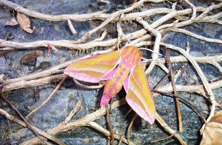 Elephant Hawk Moth Copyright: Graham Smith