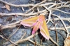 Elephant Hawk Moth