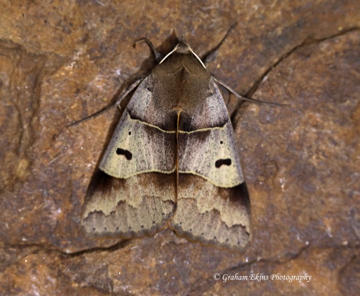 Lunar Double-stripe  Minucia lunaris Copyright: Graham Ekins