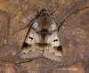 Lunar Double-stripe  Minucia lunaris Copyright: Graham Ekins