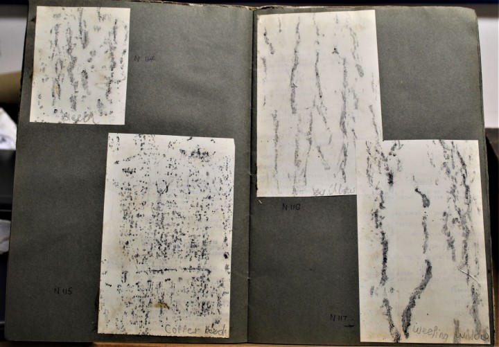 Bark rubbings by  Roger Hewiit Copyright: William George