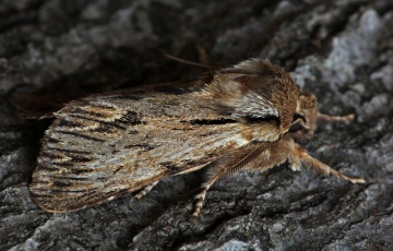 Sprawler Asteroscopus sphinx 1 Copyright: Graham Ekins