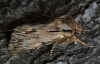 Sprawler Asteroscopus sphinx 1 Copyright: Graham Ekins