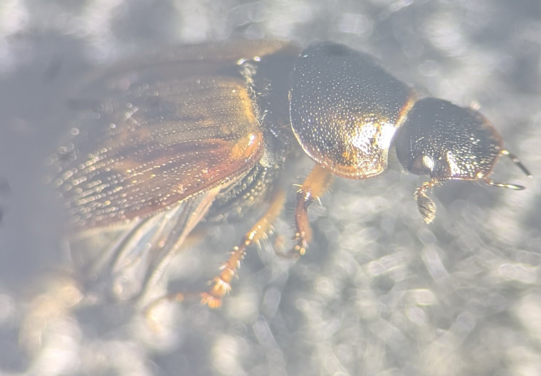 N obliteratus pronotum Copyright: Robert Smith (found by David Carr)