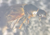 N obliteratus pronotum 