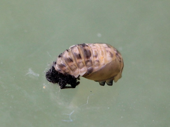 Anisosticta novemdecimpunctata pupa Copyright: Yvonne Couch