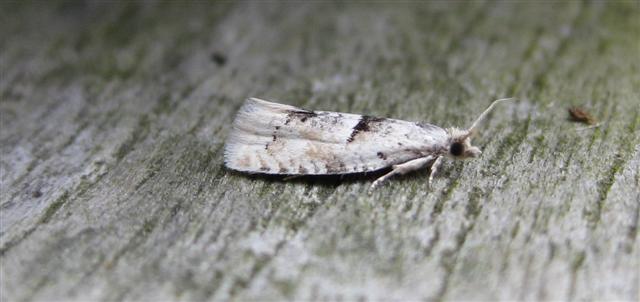 Epinotia bilunana. Copyright: Stephen Rolls