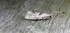 Epinotia bilunana. Copyright: Stephen Rolls