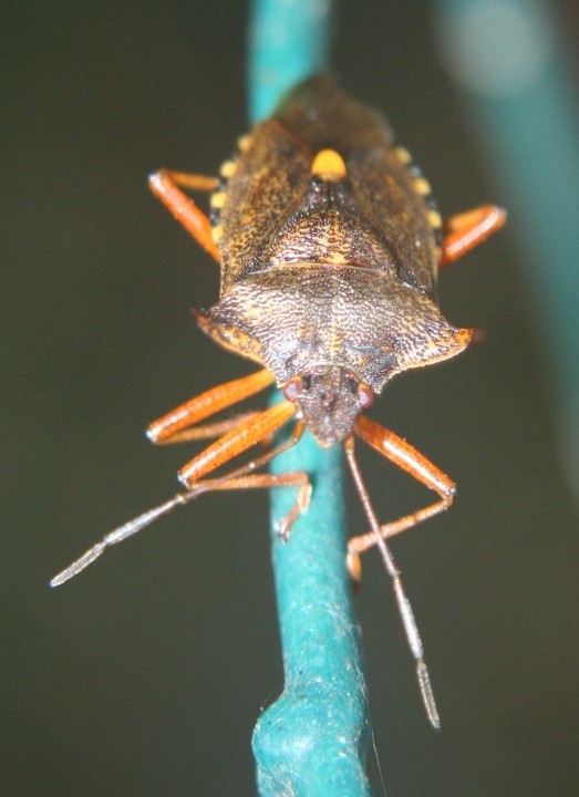 Shield bug at night 03.09.18 Copyright: Daniel Blyton