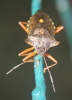 Shield bug at night 03.09.18 