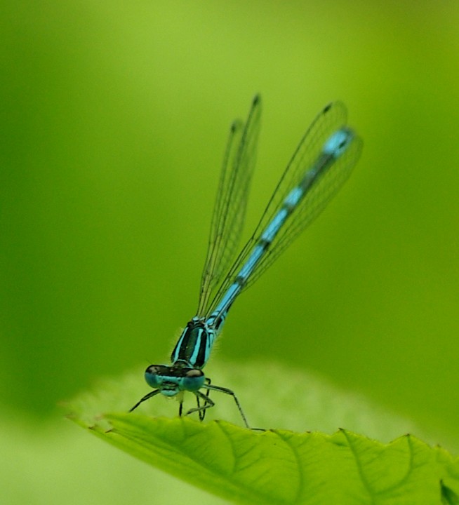 Common Blue Damselfly - 19th June 2013 Copyright: Ian Rowing