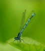 Common Blue Damselfly - 19th June 2013 Copyright: Ian Rowing