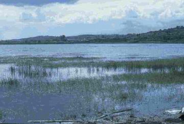 estuarine marshes