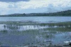 estuarine marshes 