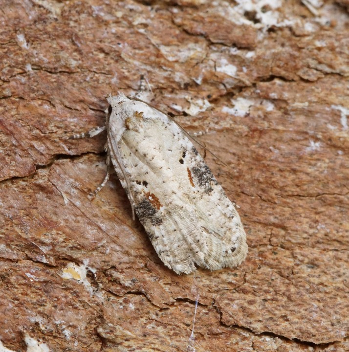 Agonopterix alstromeriana 1 Copyright: Ben Sale