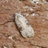 Agonopterix alstromeriana 1