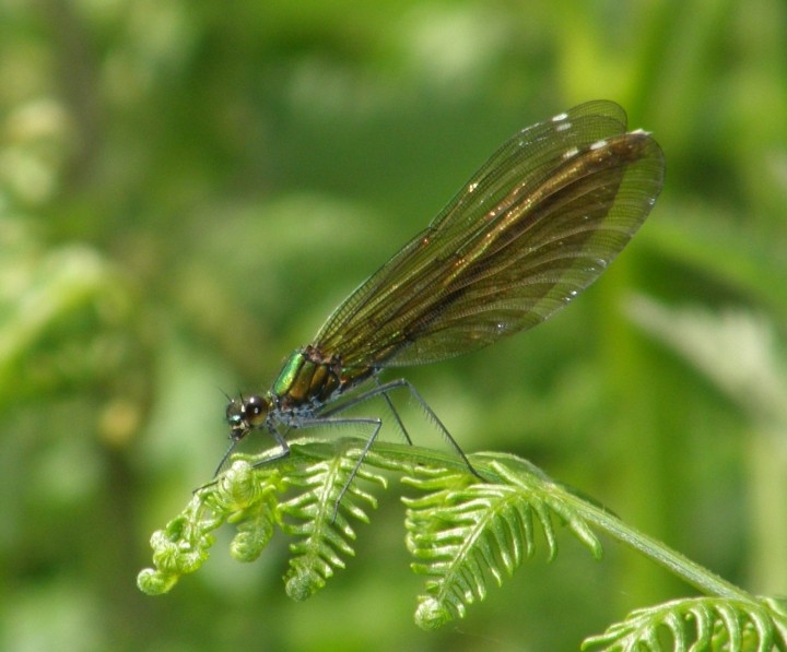 Beautiful demoiselle female Copyright: Sue Grayston